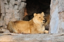 ZOO Barcelona_20