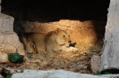 ZOO Barcelona_22