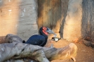 ZOO Barcelona_37
