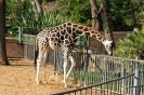 ZOO Barcelona_9