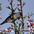 Tallarol de casquet_2