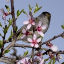 Tallarol de casquet_4