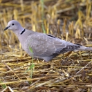 Tórtora turca 02/06/2020