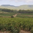 Vinyes a l'estiu del 2016