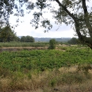 Vinyes a l'estiu del 2016