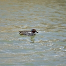 Xartet comú Ivars_1