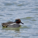 Xarxets comuns a l'Estany d'Ivars