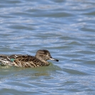 Xartet comú Ivars_3