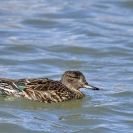 Xartet comú Ivars_4