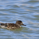 Xartet comú Ivars_5