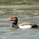 Xibecs a l'Estany d'Ivars