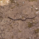 Caminada Gatelletes_5