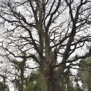 Sant Joan de la Maçana_1