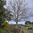 Sant Joan de la Maçana_21