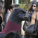 Fira del Gall 2016 Cercavila_36