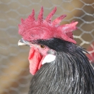 Fira del Gall 2016_10