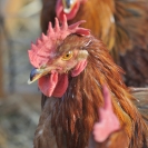 Fira del Gall 2016_11