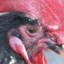 Fira del Gall 2016_12