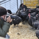 Fira del Gall 2016_14