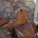 Fira del Gall 2016_15