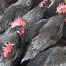 Fira del Gall 2016_16