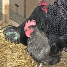 Fira del Gall 2016_1