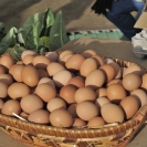 Fira del Gall 2016_3