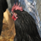 Fira del Gall 2016_4