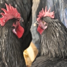 Fira del Gall 2016_5