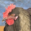 Fira del Gall 2016_6