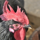 Fira del Gall 2016_7