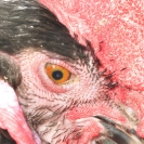 Fira del Gall 2016_8