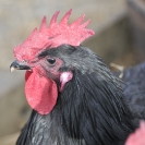 Fira del Gall 2016 (Fira)